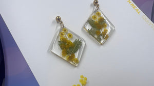 Acacia Dealbata