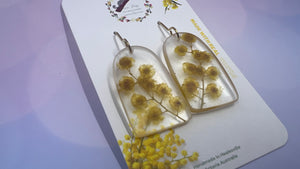 Acacia Dealbata